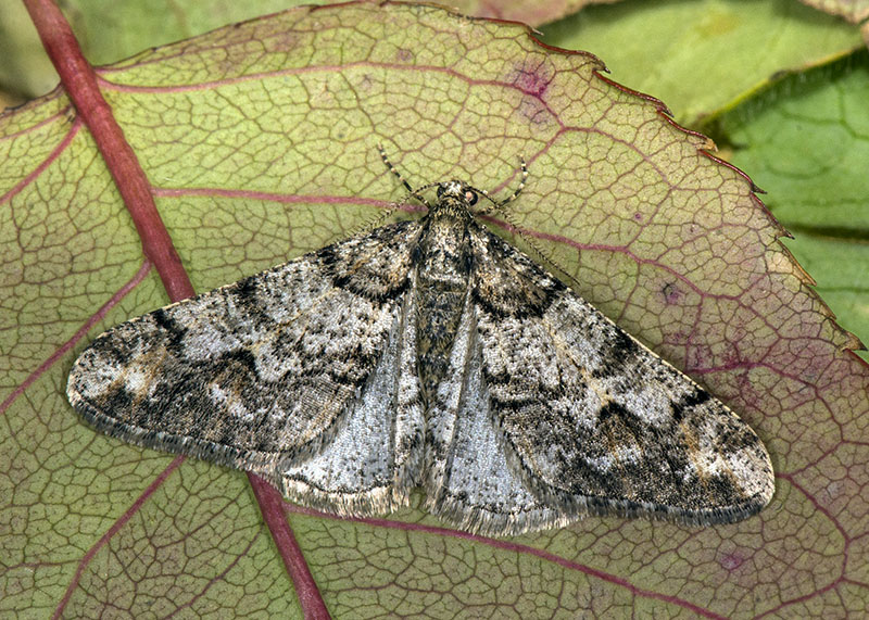 Geometridae - Agriopis leucophaearia